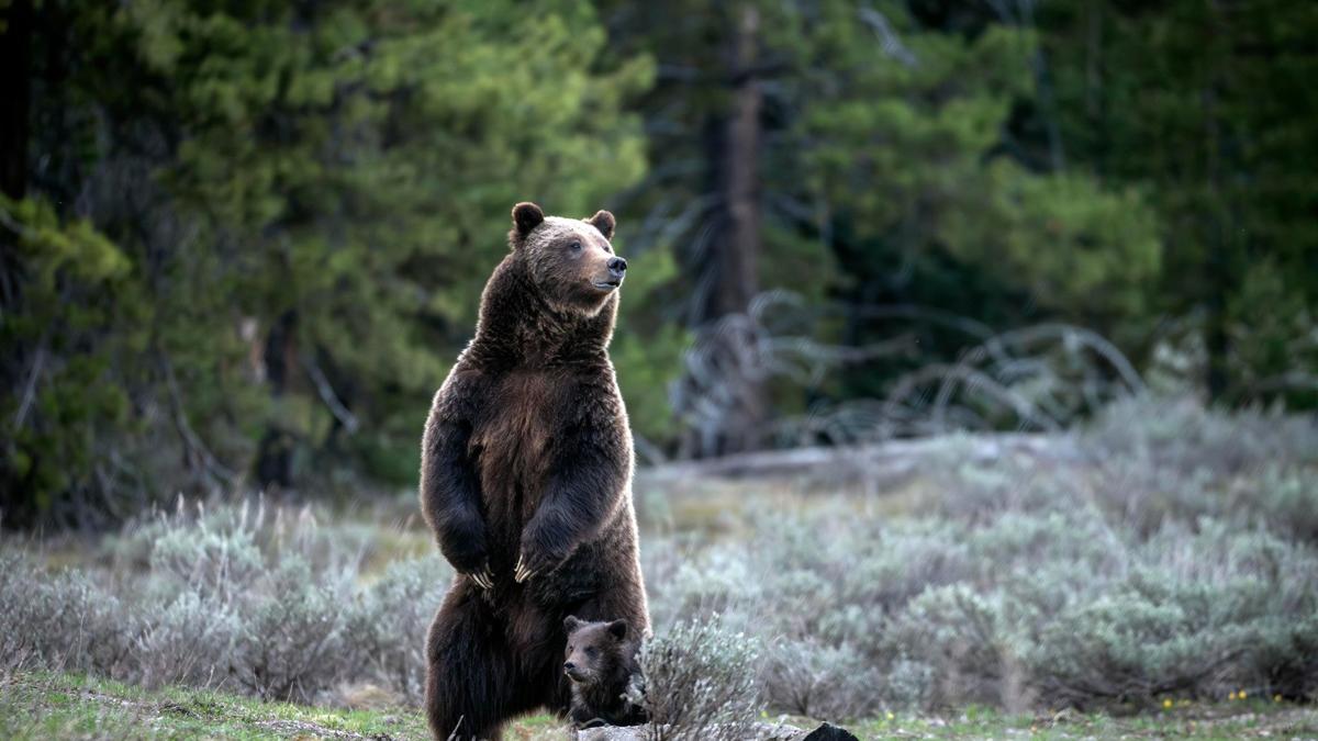 Berühmte Grizzly Bärin in den USA bei Autounfall getötet Aachener Zeitung